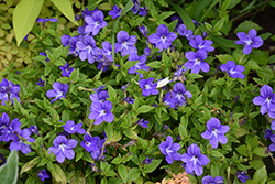 Endless Illumination Browallia (Browallia 'UNHBR12') at Green Haven Garden Centre