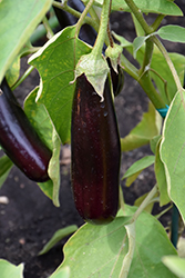 Hansel Eggplant (Solanum melongena 'Hansel') at Green Haven Garden Centre