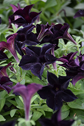 Black Ray Petunia (Petunia 'Black Ray') at Green Haven Garden Centre