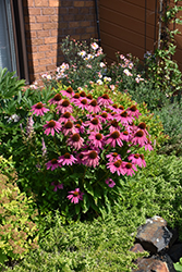 PowWow Wild Berry Coneflower (Echinacea purpurea 'PowWow Wild Berry') at Green Haven Garden Centre