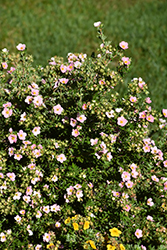 Pink Beauty Potentilla (Potentilla fruticosa 'Pink Beauty') at Green Haven Garden Centre