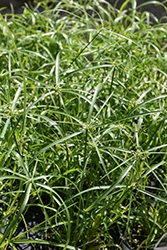 Baby Tut Umbrella Grass (Cyperus involucratus 'Baby Tut') at Green Haven Garden Centre