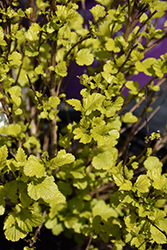 Lucky Devil Ninebark (Physocarpus opulifolius 'ZLEMichael') at Green Haven Garden Centre