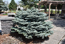 Globe Blue Spruce (Picea pungens 'Globosa') at Green Haven Garden Centre