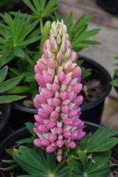 Mini Gallery Pink Bicolor Lupine (Lupinus 'Mini Gallery Pink Bicolor') at Green Haven Garden Centre