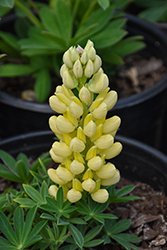 Mini Gallery Yellow Lupine (Lupinus 'Mini Gallery Yellow') at Green Haven Garden Centre