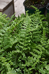 The King Male Fern (Dryopteris affinis 'The King') at Green Haven Garden Centre
