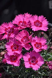 Paint The Town Fancy Pinks (Dianthus 'Paint The Town Fancy') at Green Haven Garden Centre