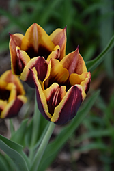 Gavota Tulip (Tulipa 'Gavota') at Green Haven Garden Centre