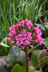 Winter Glow Bergenia (Bergenia 'Winterglut') at Green Haven Garden Centre