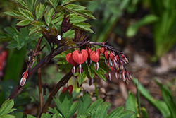 Valentine Bleeding Heart (Dicentra spectabilis 'Hordival') at Green Haven Garden Centre