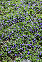 Bowles Periwinkle (Vinca minor 'Bowles') at Green Haven Garden Centre