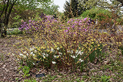 Neon Burst Dogwood (Cornus alba 'ByBoughen') at Green Haven Garden Centre