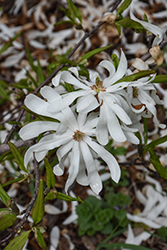 Centennial Blush Magnolia (Magnolia stellata 'Centennial Blush') at Green Haven Garden Centre