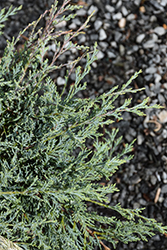 Burly Blue Juniper (Juniperus scopulorum 'MonOliver') at Green Haven Garden Centre