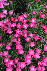 Beauties Kahori Scarlet Pinks (Dianthus 'Kahori Scarlet') at Green Haven Garden Centre