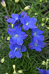 Blue Mirror Delphinium (Delphinium grandiflorum 'Blue Mirror') at Green Haven Garden Centre