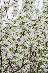 Spring Snow Flowering Crab (Malus 'Spring Snow') at Green Haven Garden Centre