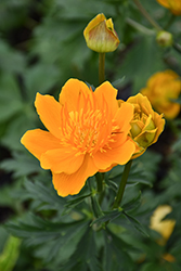 Golden Queen Globeflower (Trollius chinensis 'Golden Queen') at Green Haven Garden Centre