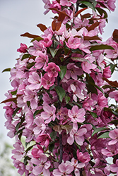 Emerald Spire Flowering Crab (Malus 'Emerald Spire') at Green Haven Garden Centre