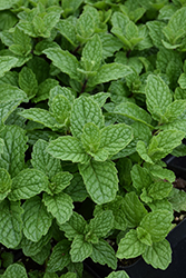 Mojito Mint (Mentha x villosa 'Mojito') at Green Haven Garden Centre