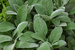 Giant Lamb's Ears (Stachys byzantina 'Big Ears') at Green Haven Garden Centre