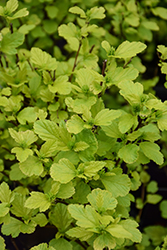 Lucky Devil Ninebark (Physocarpus opulifolius 'ZLEMichael') at Green Haven Garden Centre