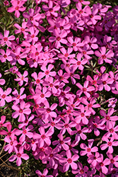 Spring Bling Ruby Riot Hybrid Moss Phlox (Phlox 'Ruby Riot') at Green Haven Garden Centre