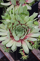 Ruby Heart Hens And Chicks (Sempervivum 'Ruby Heart') at Green Haven Garden Centre