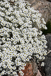 Yo Yo Snow-In-Summer (Cerastium tomentosum 'Yo Yo') at Green Haven Garden Centre