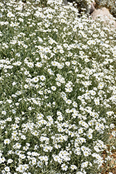 Snow-In-Summer (Cerastium tomentosum) at Green Haven Garden Centre