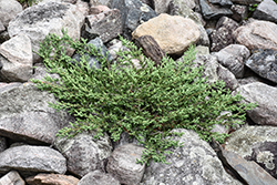 Mountain Juniper (Juniperus communis 'var. montana') at Green Haven Garden Centre