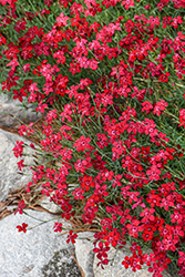 Flashing Light Maiden Pinks (Dianthus deltoides 'Flashing Light') at Green Haven Garden Centre