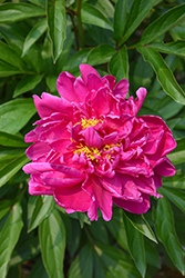 Karl Rosenfield Peony (Paeonia 'Karl Rosenfield') at Green Haven Garden Centre