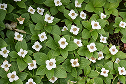 Bunchberry (Cornus canadensis) at Green Haven Garden Centre