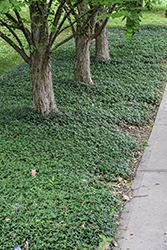 Common Periwinkle (Vinca minor) at Green Haven Garden Centre