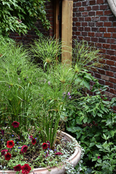 Prince Tut Egyptian Papyrus (Cyperus 'Prince Tut') at Green Haven Garden Centre