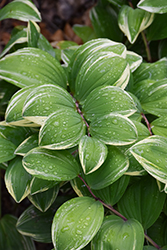 Variegated Solomon's Seal (Polygonatum odoratum 'Variegatum') at Green Haven Garden Centre