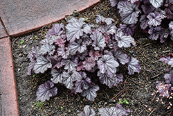Northern Exposure Silver Coral Bells (Heuchera 'TNHEUNES') at Green Haven Garden Centre