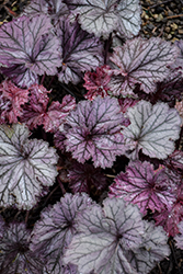 Northern Exposure Silver Coral Bells (Heuchera 'TNHEUNES') at Green Haven Garden Centre