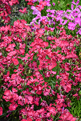 Beauties Tyra Pinks (Dianthus 'HILBEATYR') at Green Haven Garden Centre
