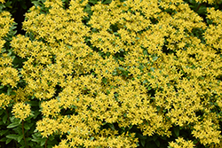 Rock 'N Round Bright Idea Stonecrop (Sedum 'Bright Idea') at Green Haven Garden Centre