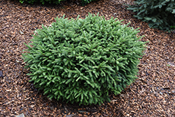 Dwarf Norway Spruce (Picea abies 'Pumila') at Green Haven Garden Centre