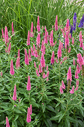 First Love Speedwell (Veronica 'First Love') at Green Haven Garden Centre
