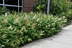Ash Leaf Spirea (Sorbaria sorbifolia) at Green Haven Garden Centre