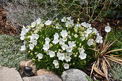 Rapido White Bellflower (Campanula carpatica 'Rapido White') at Green Haven Garden Centre