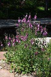Party Girl Prairie Mallow (Sidalcea 'Party Girl') at Green Haven Garden Centre