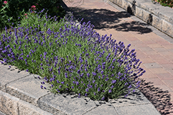 Munstead Lavender (Lavandula angustifolia 'Munstead') at Green Haven Garden Centre