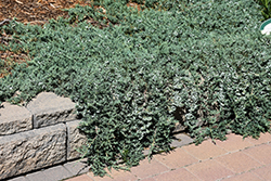 Blue Rug Juniper (Juniperus horizontalis 'Wiltonii') at Green Haven Garden Centre