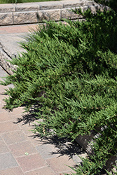 Tam Juniper (Juniperus sabina 'Tamariscifolia') at Green Haven Garden Centre
